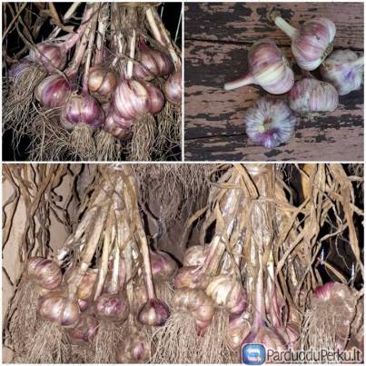 Parduodu žieminius česnakus
