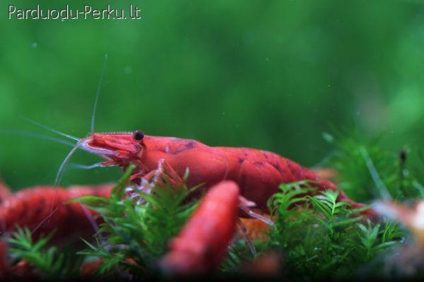 Parduodu žuvytes,krevėtės ir augalus