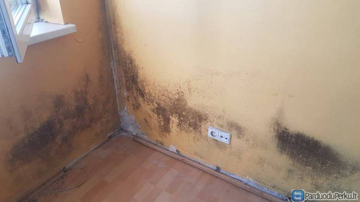 Pelėsių naikinimas ant sienų , lubų , langų šonkraščių . Sienų apšildymas iš vidaus , pilnas sutvark