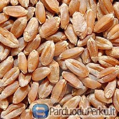 PERKU KVIEČIUS ŽIRNIUS PUPAS KVIETRUGIUS AVIŽAS