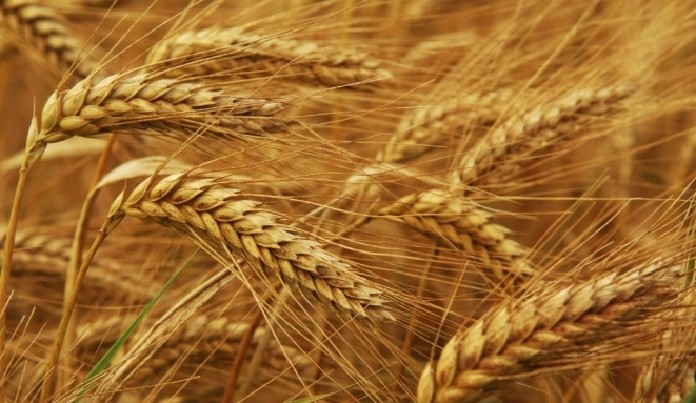 Perkame miežius,kviečius