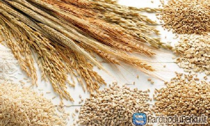 perkame  grūdus, rugius, kvietrugius, miežius, kvieči
