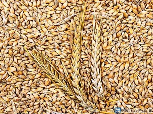 Perku grūdus, sudarome išankstines sutartis