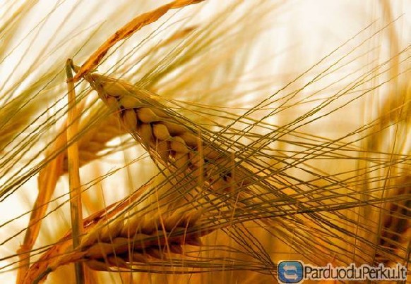 Perku kviecius,kvietrugius,miezius.