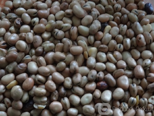 Perku naujo derliaus grudines kulturas,zirnius.