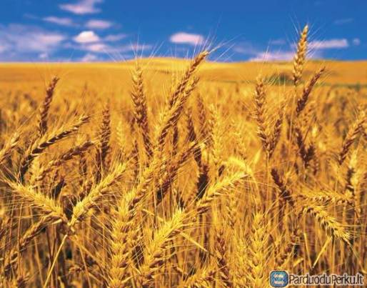 Perku pašarinius kviečius
