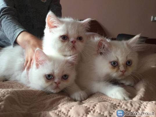 Persu-egzotu kaciukai