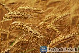 Peru grūdus visoje Lietuvoje