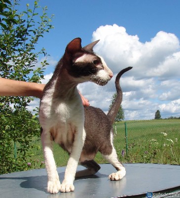 Peterbald veislės katytė