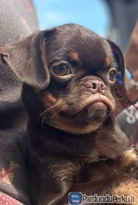 Petit Brabancon ir Griffon šuniukai