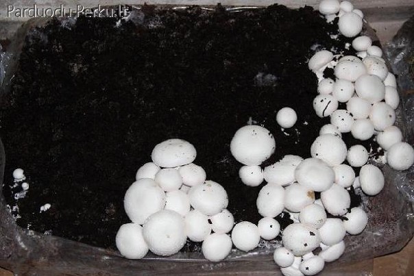 Pievagrybių auginimas namuose ( šampinjonų auginimas )