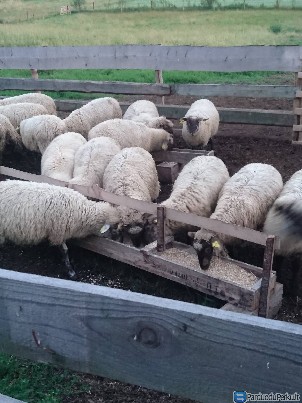 Pigiai parduodu Ekologiškai auginta eriena