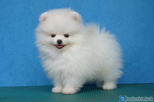 Pomeranian špicų šuniukai