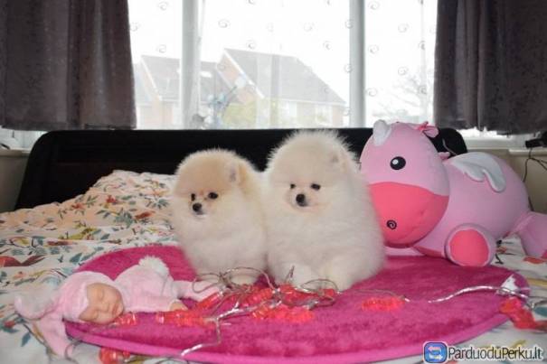 Pomeranijos šuniukai jūsų namuose