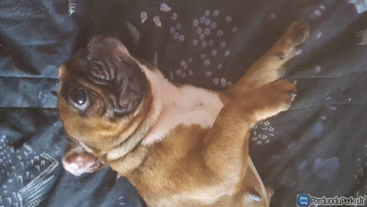 Prabcuzu buldoge