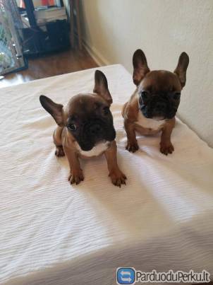 prancūzų buldogų,