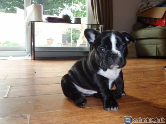 Prancūzų buldogai su kilmės