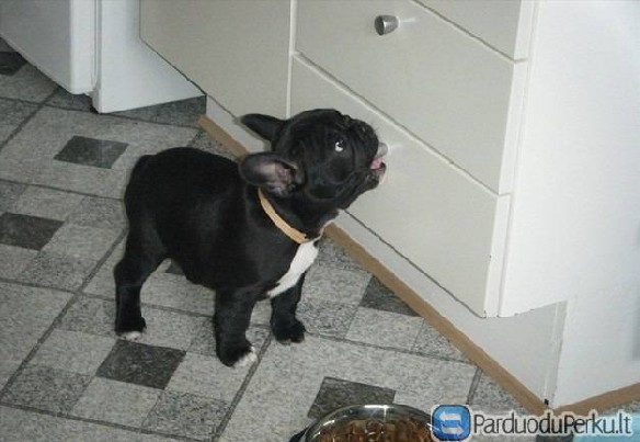 Prancūzų Buldogai šuniukai