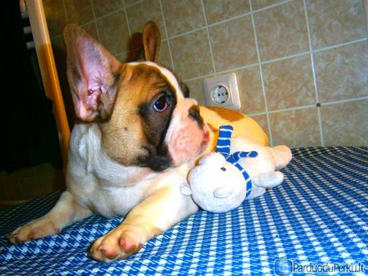 Prancūzų buldogiukai