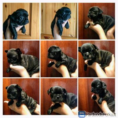 Prancuzu buldogiukai