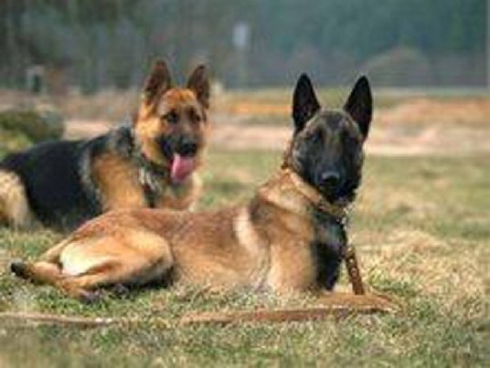 Profesionalios dresūros pamokos Vilniuje