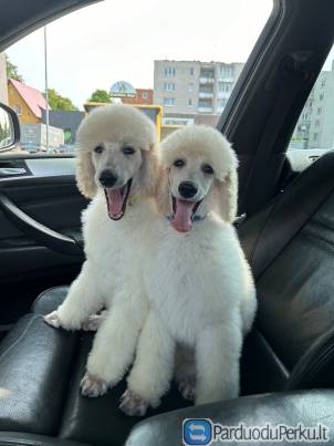 Pudeliai su kilmės dokumentais