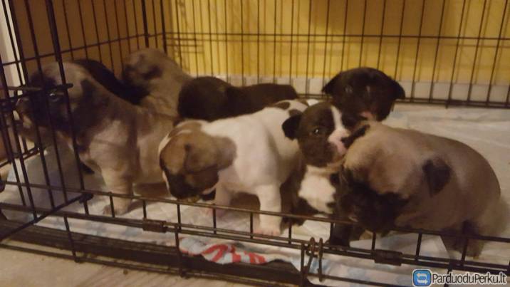 Puikus ir nuostabus Prancūzų buldogas šuniukai parduoti