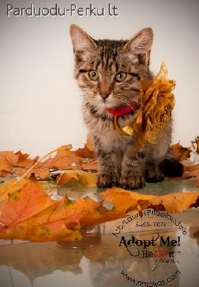 Rainiukas iesko sau namuciu