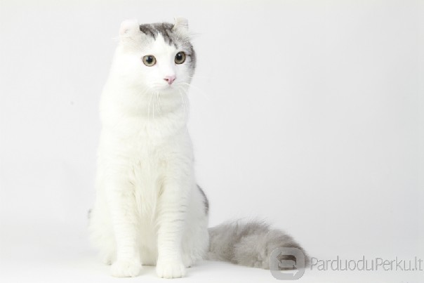 Retenybė - Amerikos riestaausiai!