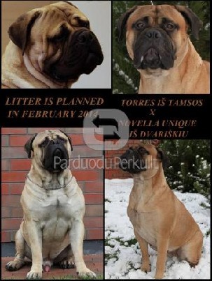 Rezervuojami bulmastifų veislės šuniukai