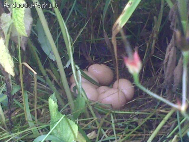 Rudi kaimiški kiaušiniai