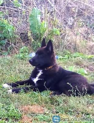 Rusų Europinė Laika