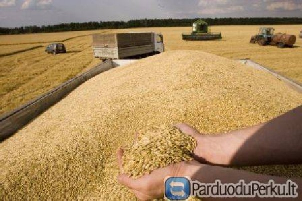 S.Blinstrubo ūkis parduoda javus ir žolių mišinius