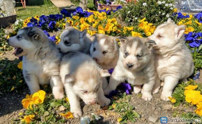 Sibiro haskių šuniukai