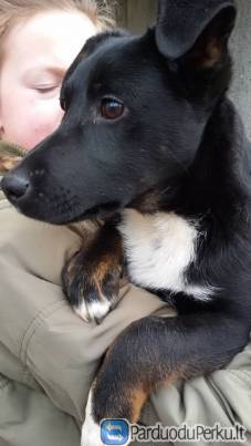 Simpatiški šuniukai