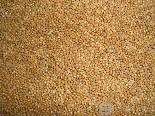 Siūlau įsigyti geltonos soros