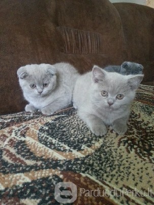 Škotų nulėpausės katytės ir stačiaausis katinėlis