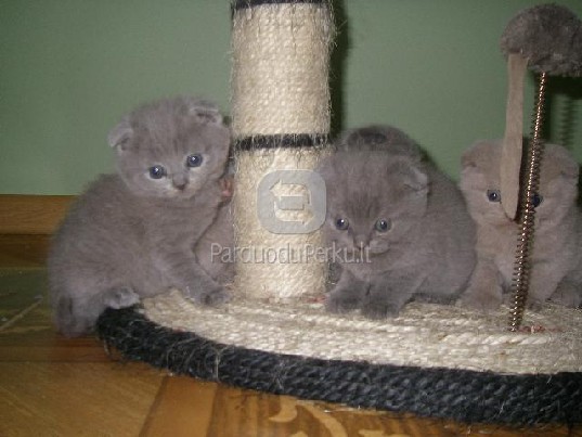 Škotų nulėpausiai kačiukai