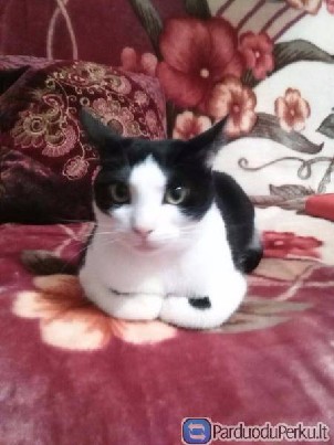 skubiai dovanojama jauna katyte