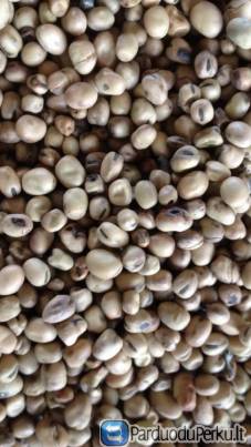 Sojos pupelės ekologiškos 10t.