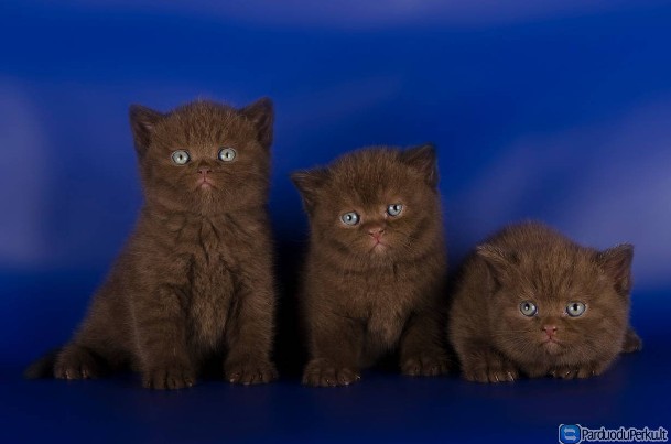 Šokoladinės spalvos britukai