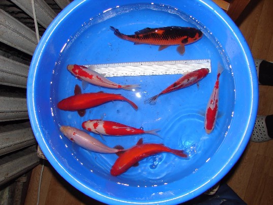 Spalvoti Koi karosai