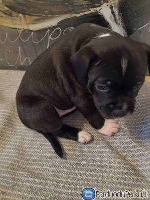 Stafordšyro bulterjerai