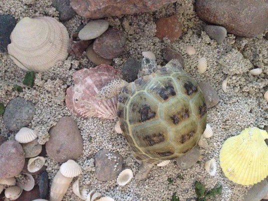 Stepinis vėžliukas su terariumu