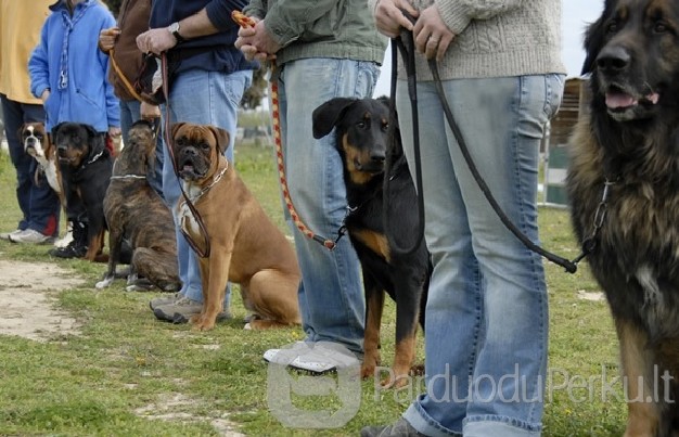 ŠUNŲ DRESŪRA, KINOLOGAS - PROFESIONALAS