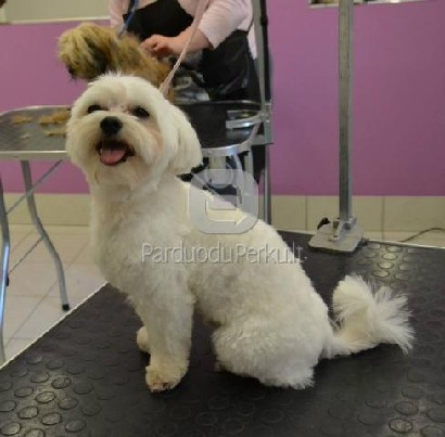 ŠUNŲ IR KAČIŲ KIRPIMAS KIRPYKLOJE PERKŪNKIEMYJE