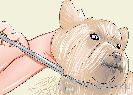 Šunų kirpimo kursai pradedantiesiems