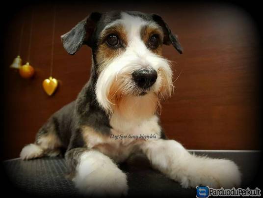 Šunų kirpykla Dog Spa Vilniuje, kviečiame apsilankyti :)