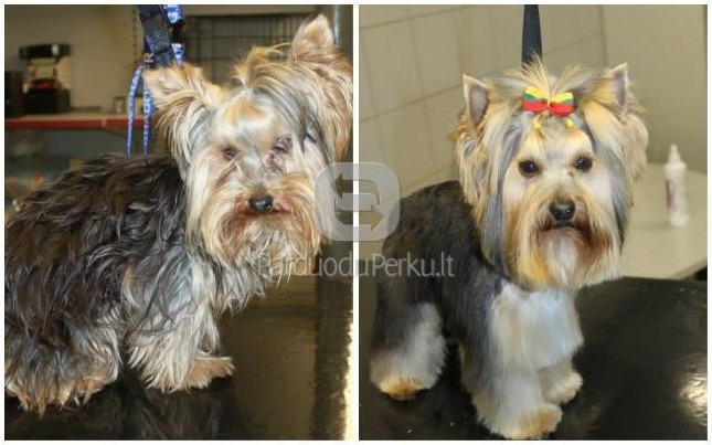 Šunų kirpykla ZOOEXPRESS, Kaunas