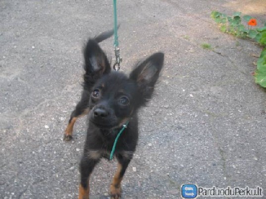 Šuniukai su kilmės dokumentais,rusų žaisliukai